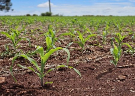 Ano de seca extrema derruba em 23% valor da produção agropecuária de MS