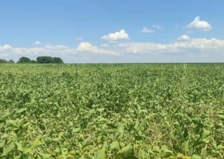 Estresse hídrico afeta mais de 1,3 milhão de hectares de soja no sul do estado