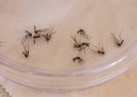 Mato Grosso do Sul têm 25 casos de dengue confirmados