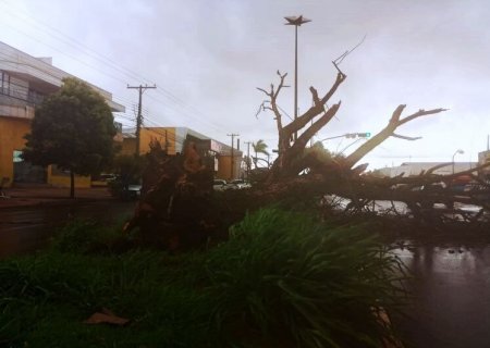 Chuva provoca queda de árvores em Dourados e Defesa Civil atende vários chamados