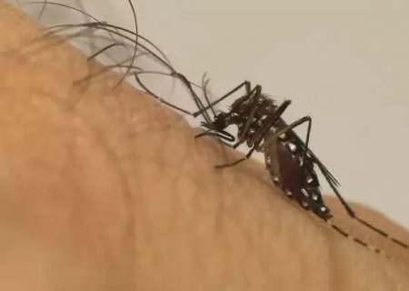MS registra mais de 250 casos confirmados de dengue em janeiro de 2025