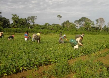 Mato Grosso do Sul lidera adesão de agricultores familiares ao Programa Fomento Rural