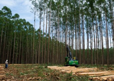 Produção de milho e celulose impulsionam Mato Grosso do Sul rumo à recuperação em 2025