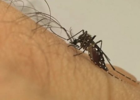 Tr&ecirc;s Lagoas &eacute; a terceira cidade a registrar morte por dengue em MS