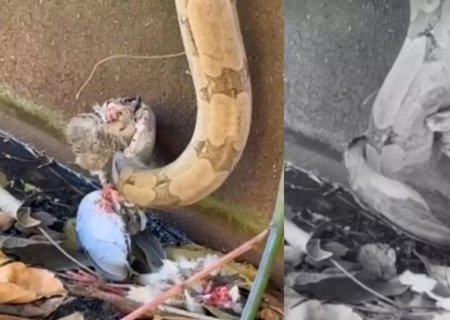 VÍDEO: Cobra ‘destrincha’ presa com gosto em cena impressionante em MS