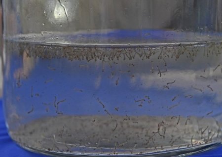 Boletim Epidemiológico: MS registra 804 casos confirmados de dengue