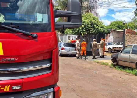 Papagaio morre e idoso tem choque anafilático após ataques de abelhas em MS