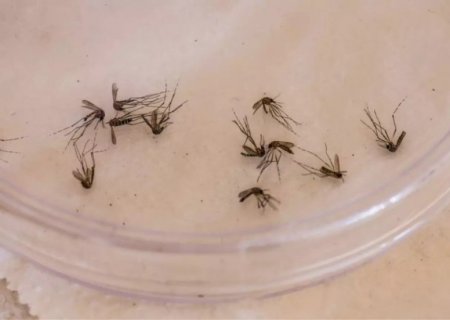Mato Grosso do Sul tem 7 óbitos por dengue confirmados; SES investiga mais 6 mortes