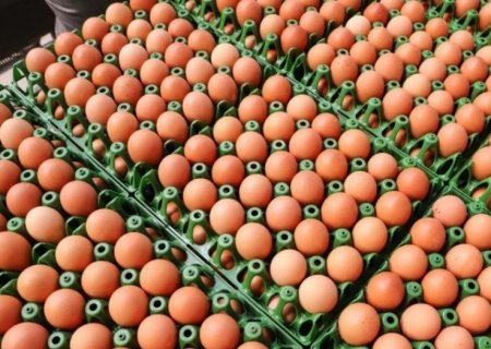 Brasil aumenta exportação de ovos em 271% e diversifica mercados