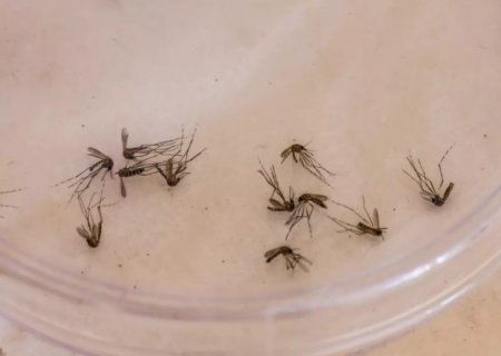 Com morte de mulher e criança, MS soma 11 óbitos por dengue em 2025