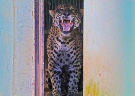 Onça capturada após ataque no Pantanal segue estável em centro de reabilitação