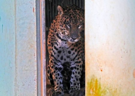 Laudo preliminar indica que caseiro tentou se defender de ataque de onça no Pantanal