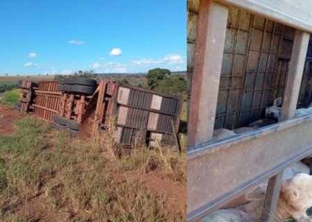 Carreta carregada de gados tomba nas margens da BR-267