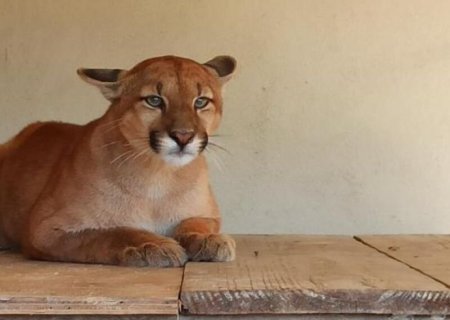 Cachorro salva idoso de ataque de onça-parda no Rio Grande do Sul