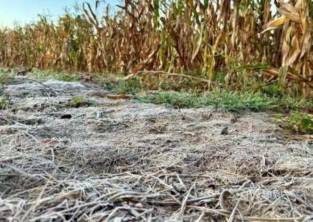 Geada atinge 18 municípios de Mato Grosso do Sul