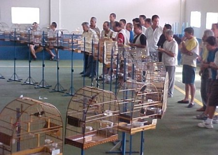 Angélica sedia a 6ª Etapa do Campeonato Estadual de Curió e Bicudo neste domingo