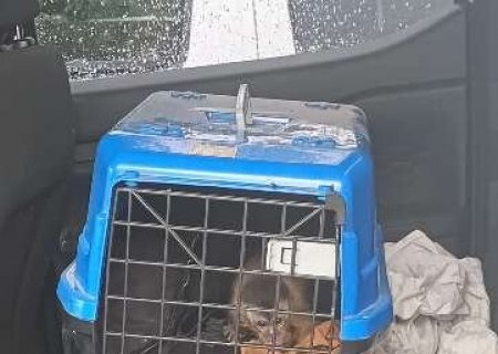 PMA apreende cobra, aranha, lagarto e macaco que seriam traficados para MG e RJ