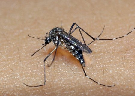 IVINHEMA: Município ainda lidera ranking de casos confirmados de dengue em MS
