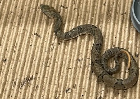 Iti Malia! Resgatada, serpente mais perigosa do Brasil dá à luz 17 bebês em Campo Grande