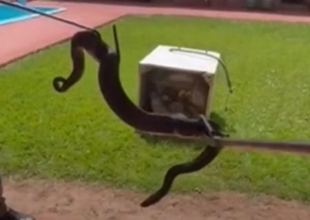 Já pensou? Família acha cobra ‘morando’ em eletrodoméstico da casa em MS