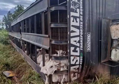 TRÊS LAGOAS: Carreta boiadeira tomba e motorista morre no local