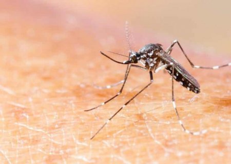 MS confirma 4ª morte por chikungunya em 2026, diz Ministério da Saúde