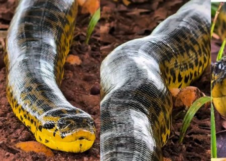 VÍDEO: Exuberância de sucuri-amarela é capturada por fotógrafo no Pantanal de MS