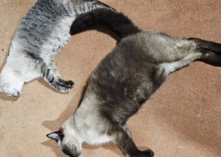 Gatos são encontrados mortos com suspeita de envenenamento