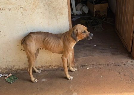 Homem é preso por maus-tratos a animais em Campo Grande