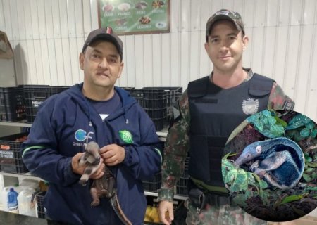 IVINHEMA: PMA resgata filhote de tamanduá-bandeira na Gleba Vitória
