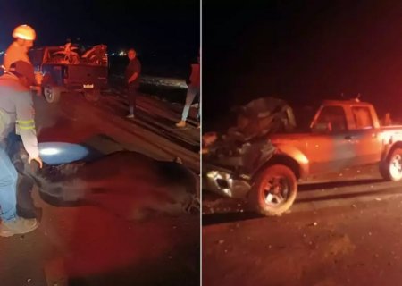 Caminhonete colide e mata seis vacas que estavam em rodovia