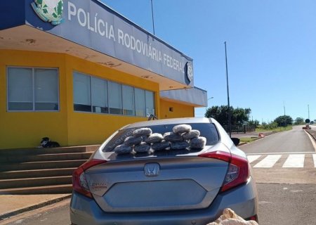 Mulher é presa com 50 quilos de skunk enquanto viajava com a filha menor
