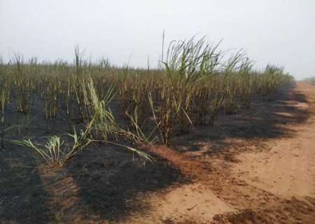 IVINHEMA: Justiça manda usina recuperar 123 hectares incendiados por colheitadeira