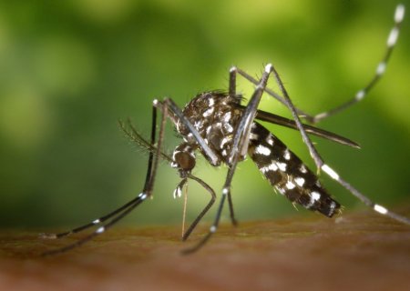 MS registra 9.729 casos confirmados de chikungunya em 2026