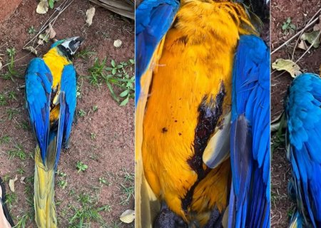 ‘Amanheceu um silêncio’: Moradora denuncia morte de arara e suspeita de tiros de chumbinho em em MS