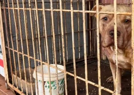 Pitbull foge de casa, invade residência de vizinha e mata cães em Maracaju