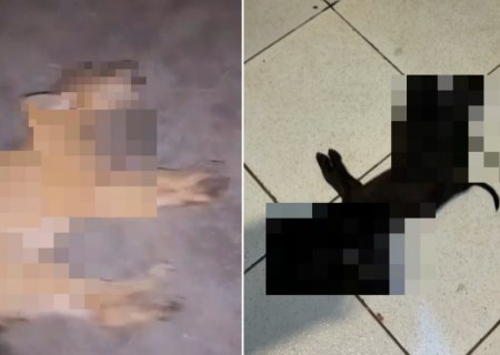 Onze animais são mortos em Dourados por suspeita de envenenamento 