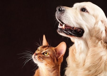 IVINHEMA: Atuação do MPMS resulta em acordo para fortalecer políticas de proteção animal