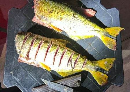 Pescador é preso e multado em R$ 11 mil após captura de dourado